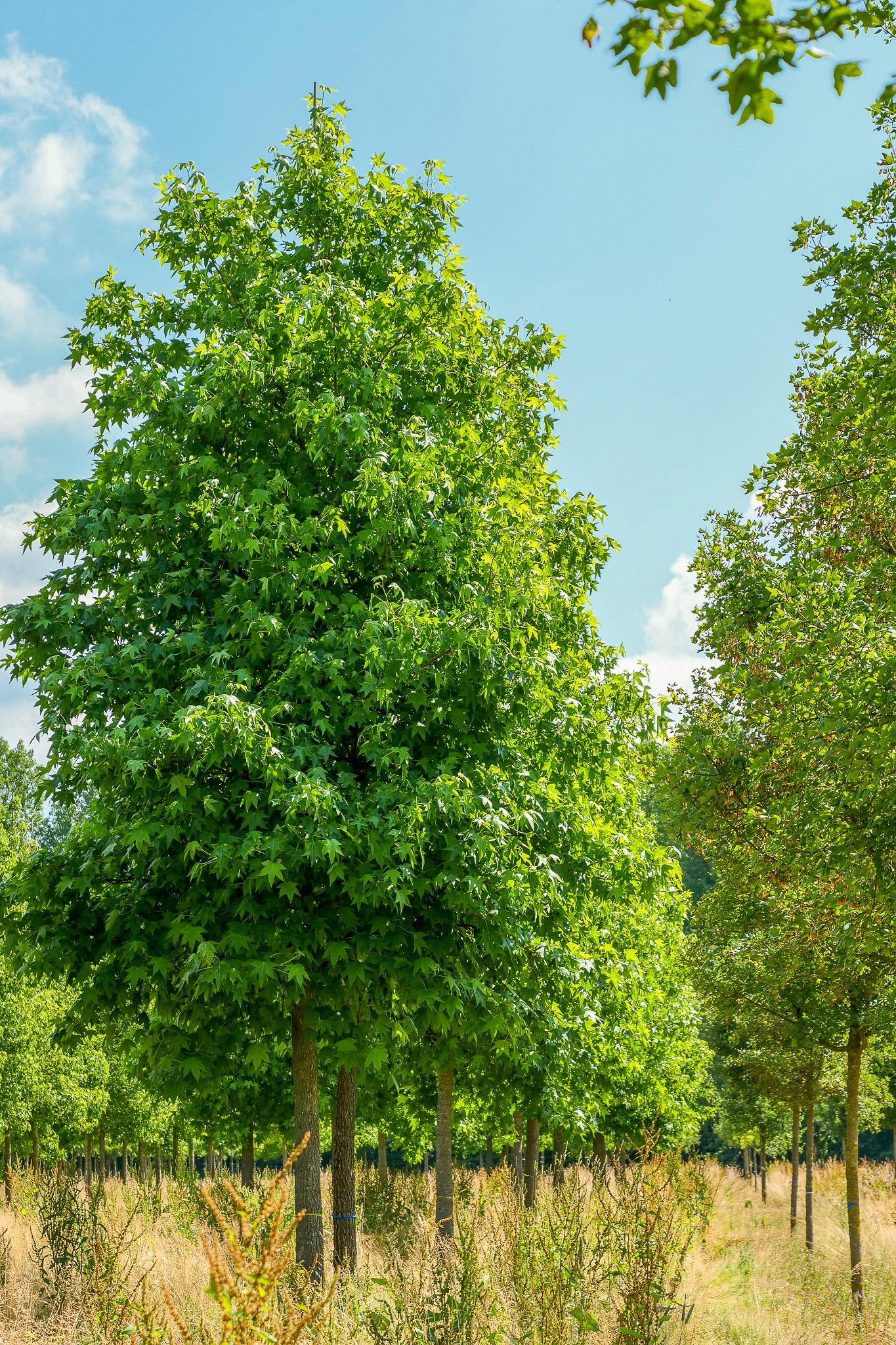 Liquidambar Styraciflua - View 1 from www redcrocus com