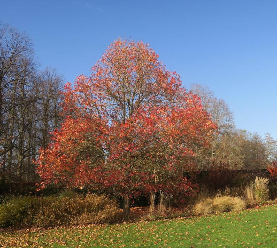 Liquidambar Styraciflua - View 23 from www redcrocus com