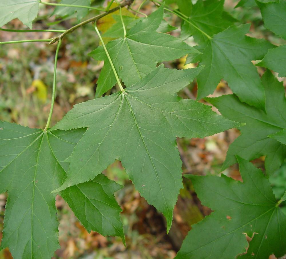 Liquidambar Styraciflua - View 26 from www redcrocus com