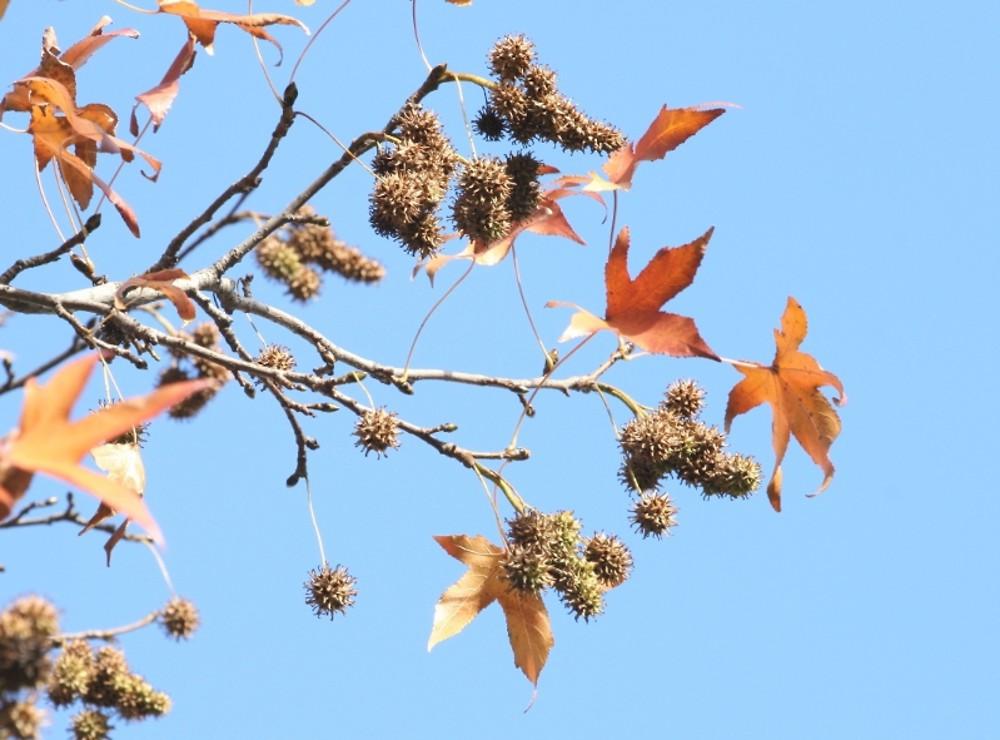 Liquidambar Styraciflua - View 27 from www redcrocus com