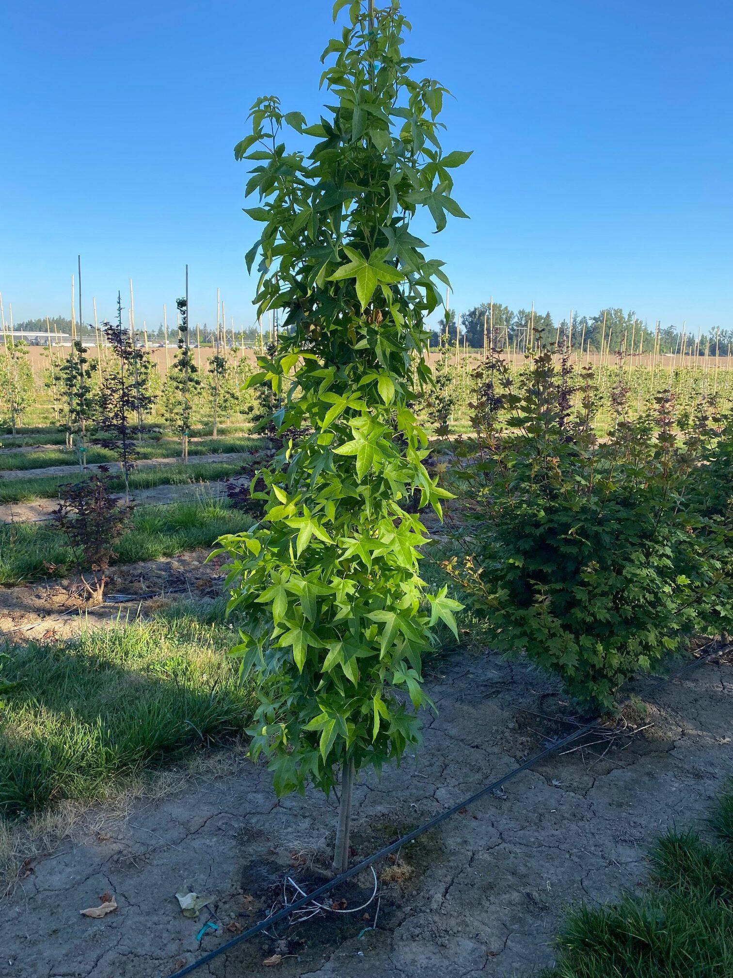 Liquidambar Styraciflua - View 28 from www redcrocus com