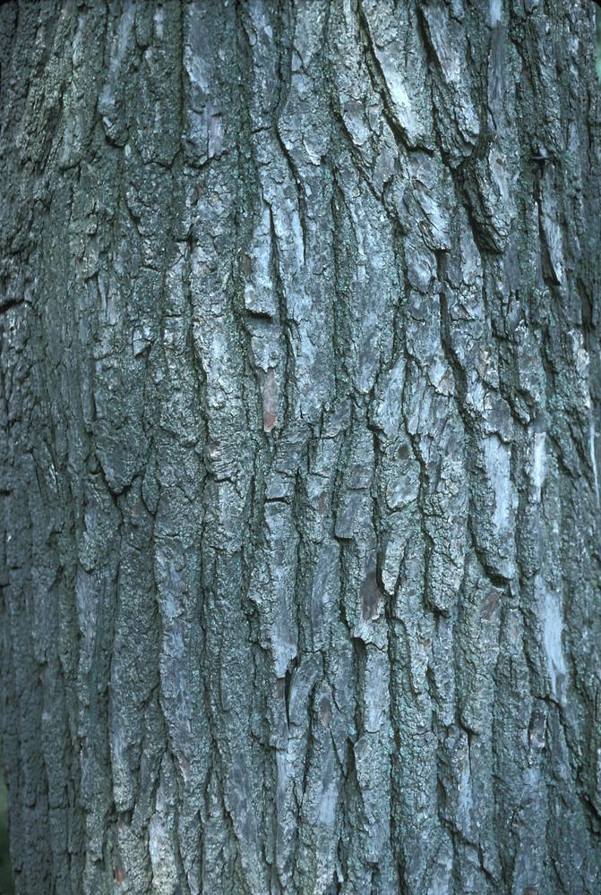 Liquidambar Styraciflua - View 29 from www redcrocus com