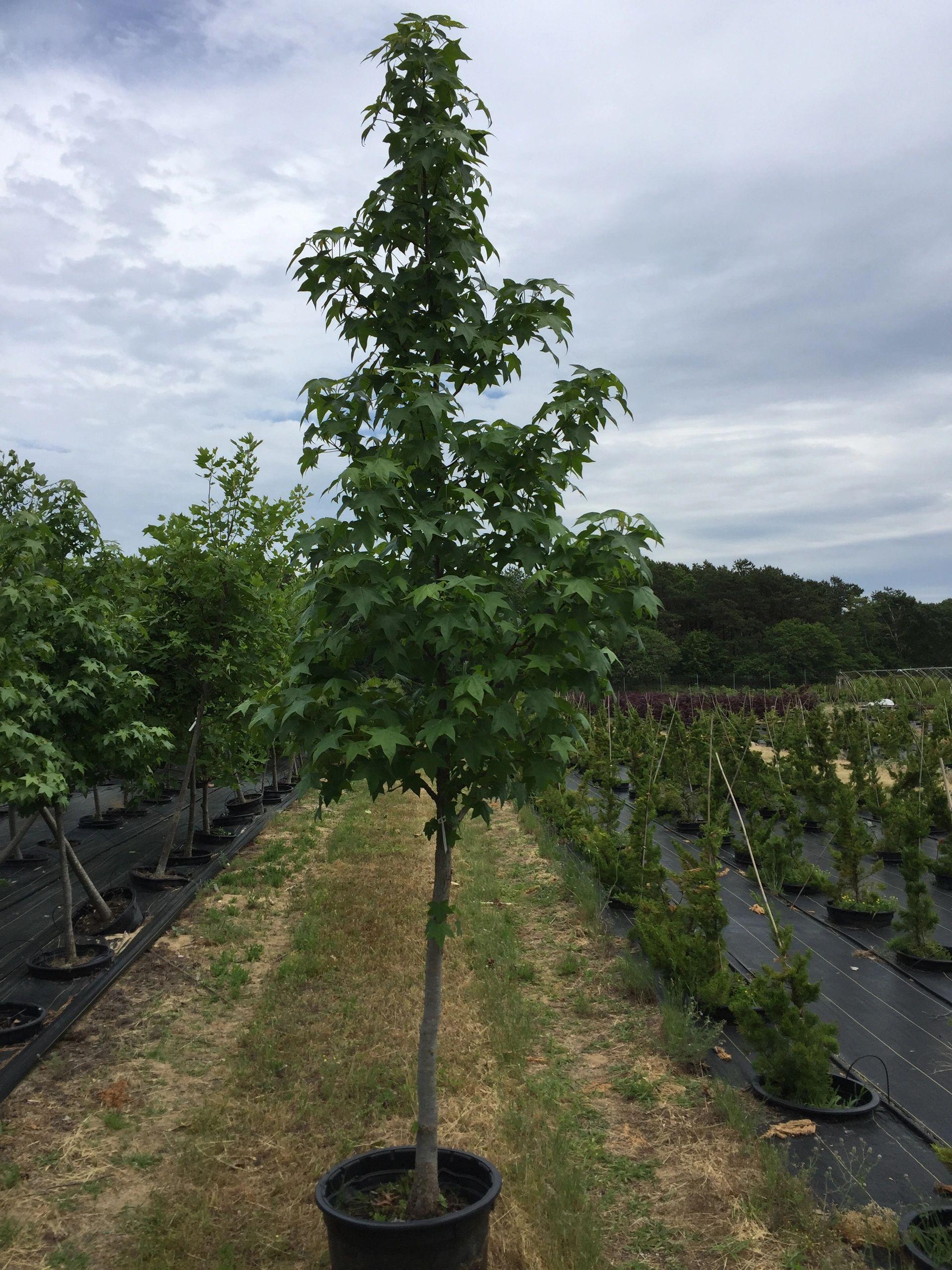 Liquidambar Styraciflua - View 32 from www redcrocus com