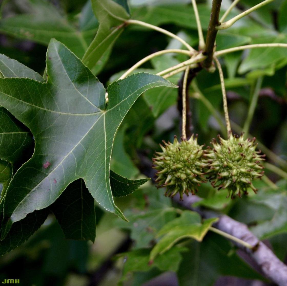 Liquidambar Styraciflua - View 34 from www redcrocus com