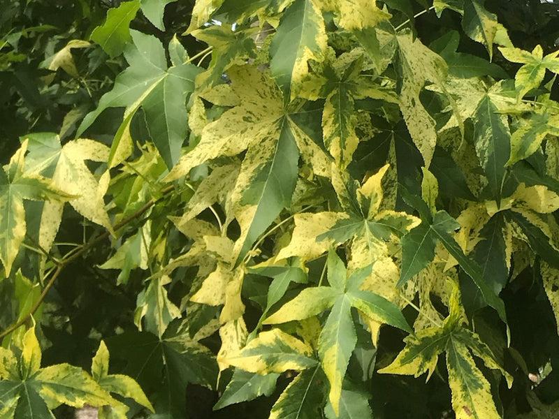 Liquidambar Styraciflua - View 35 from www redcrocus com