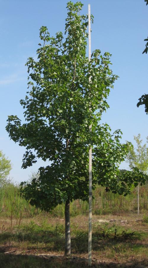 Liquidambar Styraciflua - View 36 from www redcrocus com