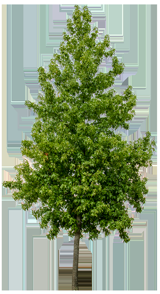 Liquidambar Styraciflua - View 37 from www redcrocus com