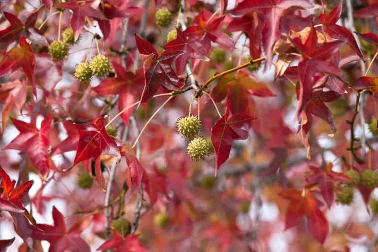 Liquidambar Styraciflua - View 38 from www redcrocus com