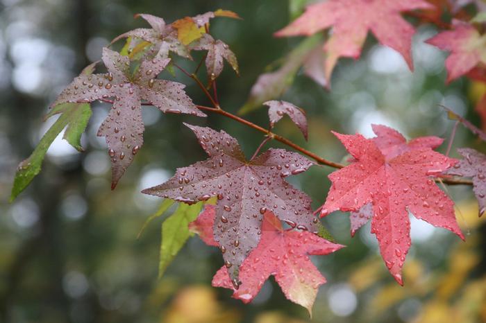 Liquidambar Styraciflua - View 3 from www redcrocus com