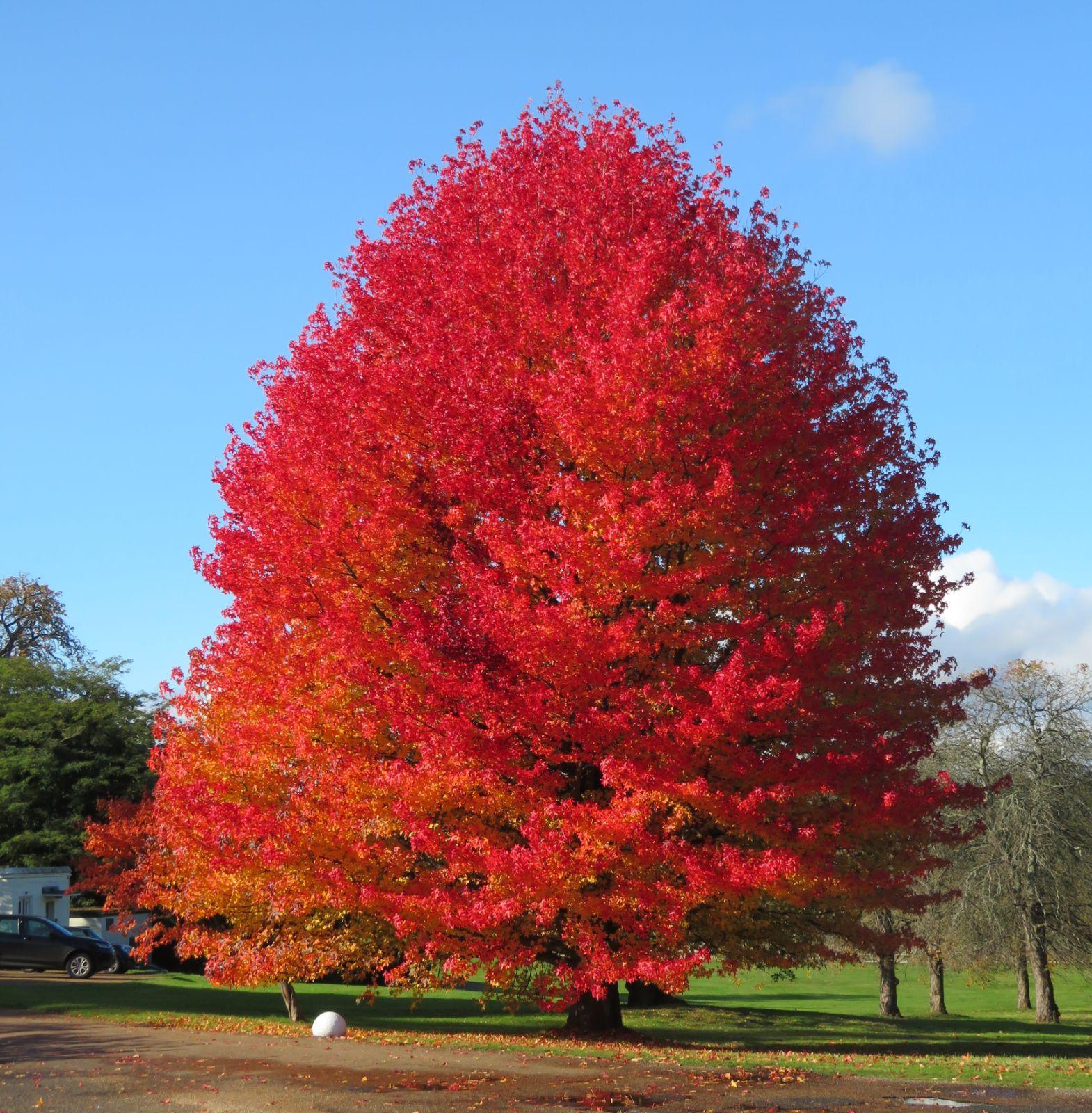 Liquidambar Styraciflua - View 4 from www redcrocus com