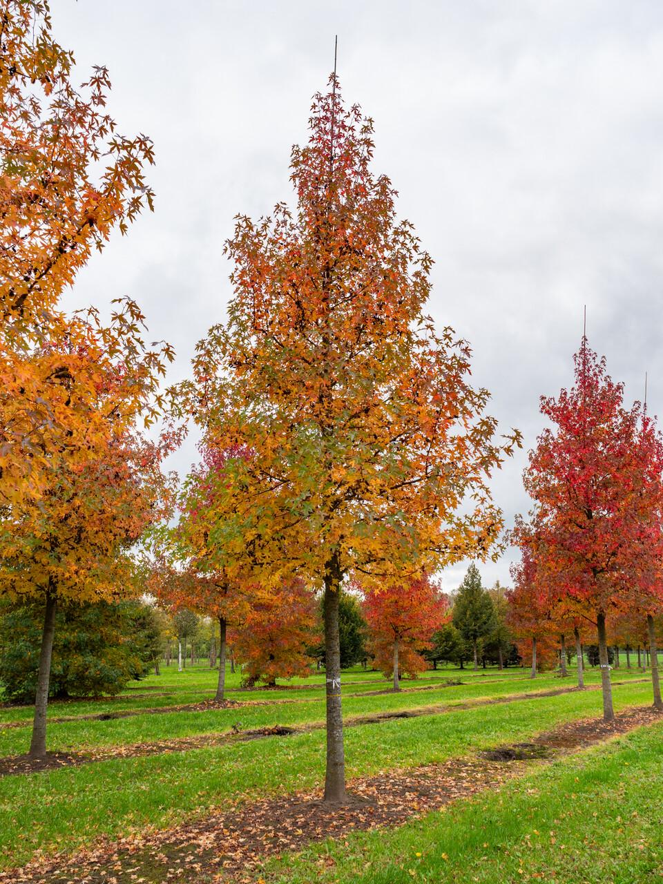 Liquidambar Styraciflua - View 5 from www redcrocus com