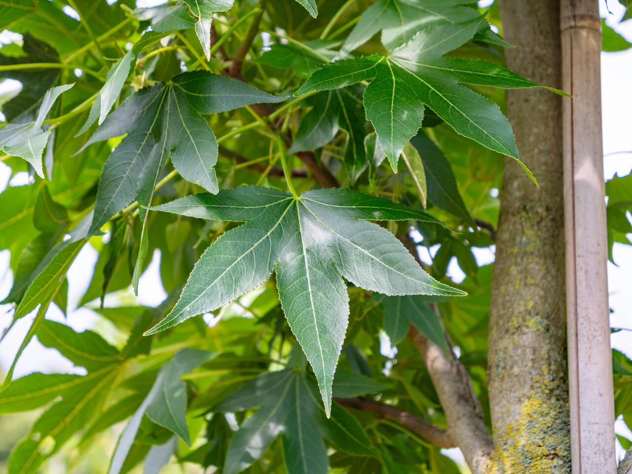 Liquidambar Styraciflua - View 6 from www redcrocus com