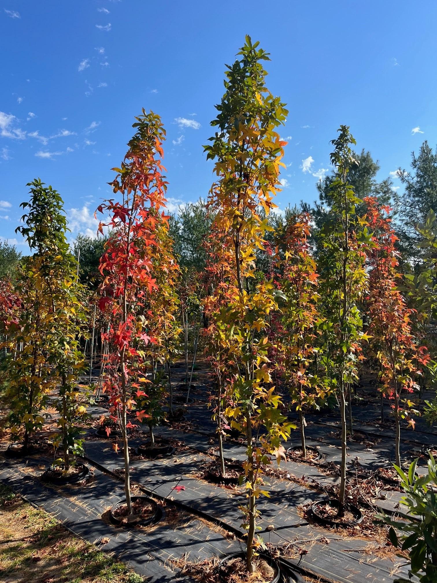 Liquidambar Styraciflua - View 9 from www redcrocus com