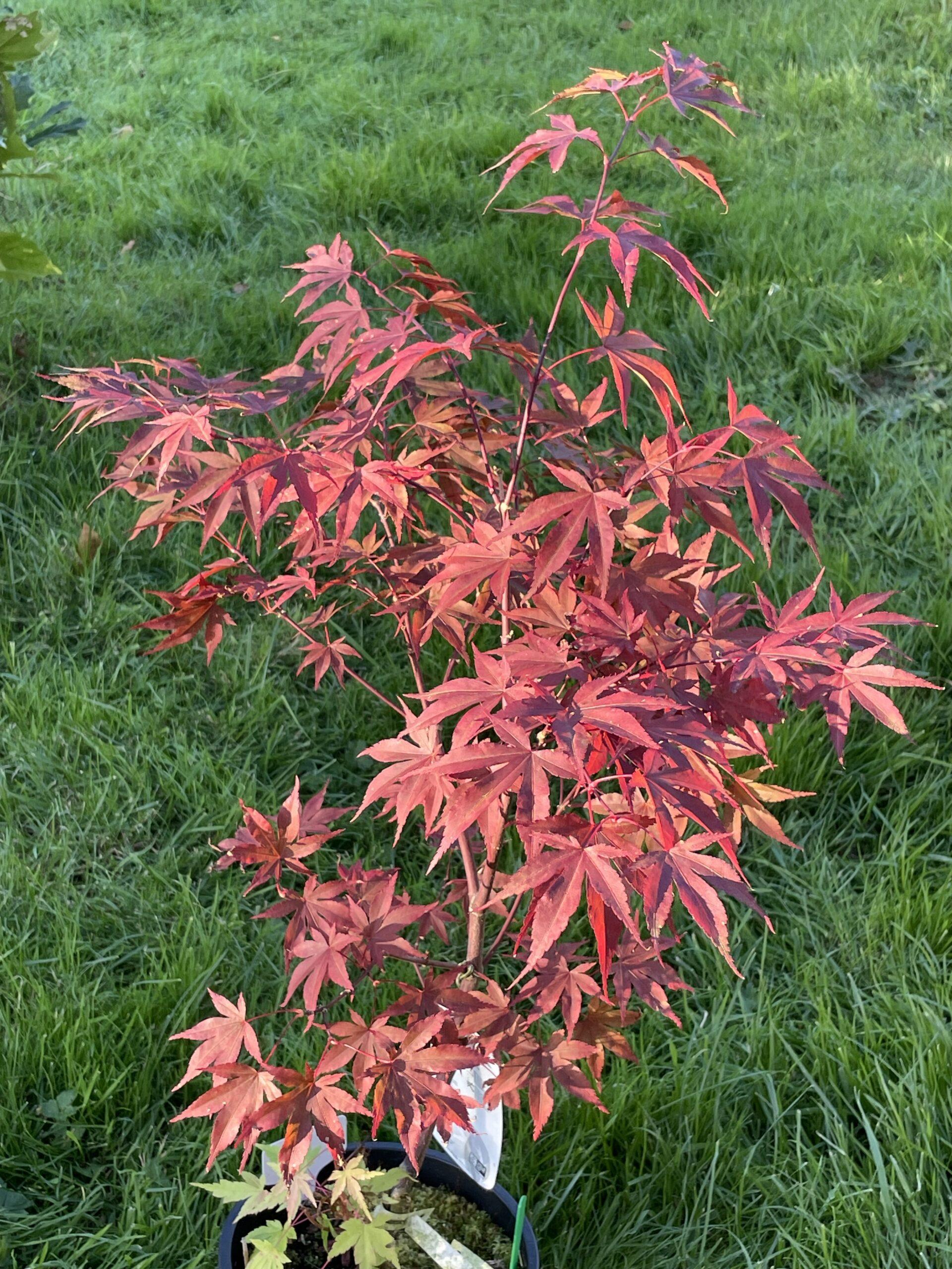 Acer Palmatum Fireglow - View 10 from www redcrocus com
