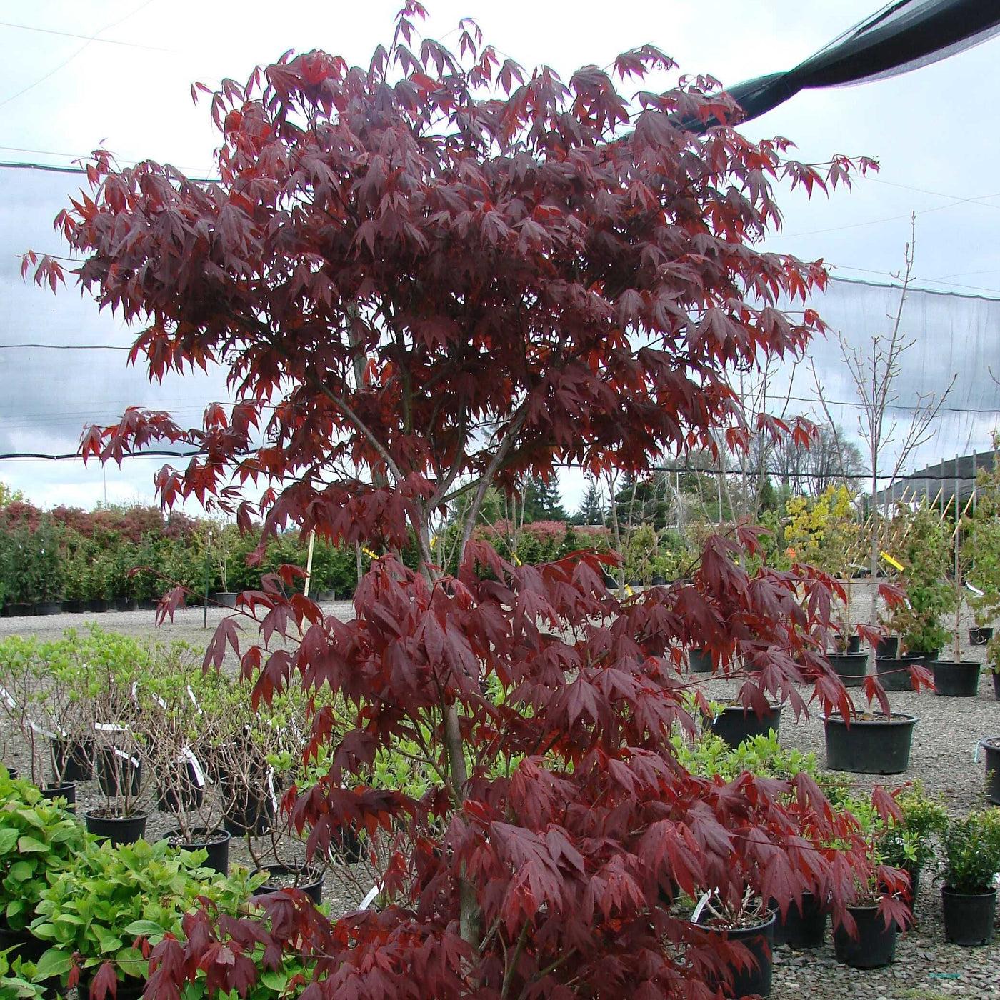 Acer Palmatum Fireglow - View 11 from www redcrocus com