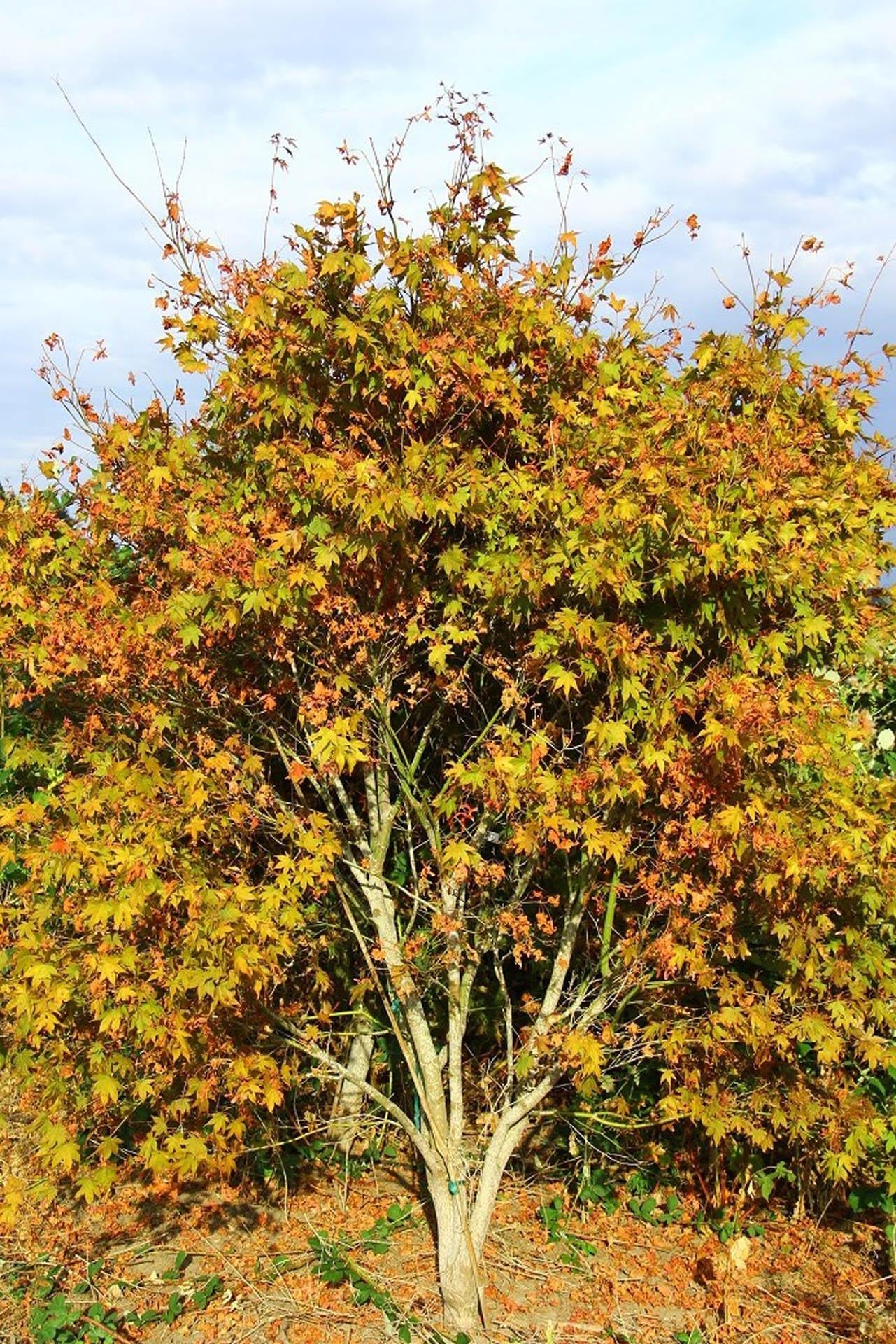 Acer Palmatum Fireglow - View 12 from www redcrocus com
