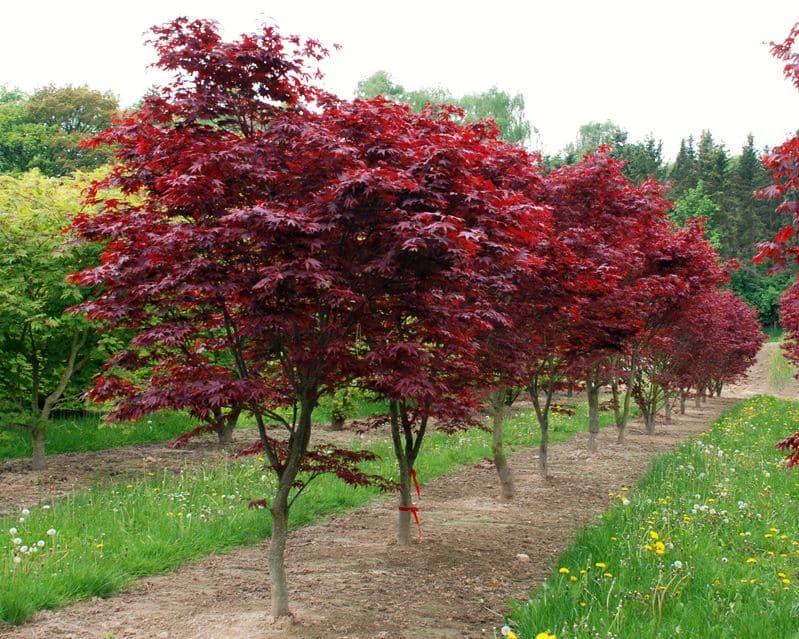 Acer Palmatum Fireglow - View 13 from www redcrocus com