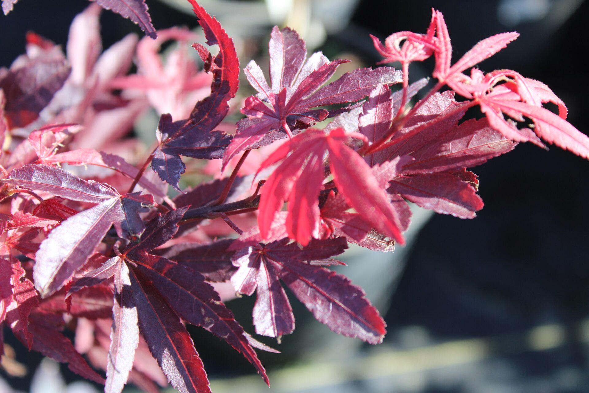 Acer Palmatum Fireglow - View 14 from www redcrocus com
