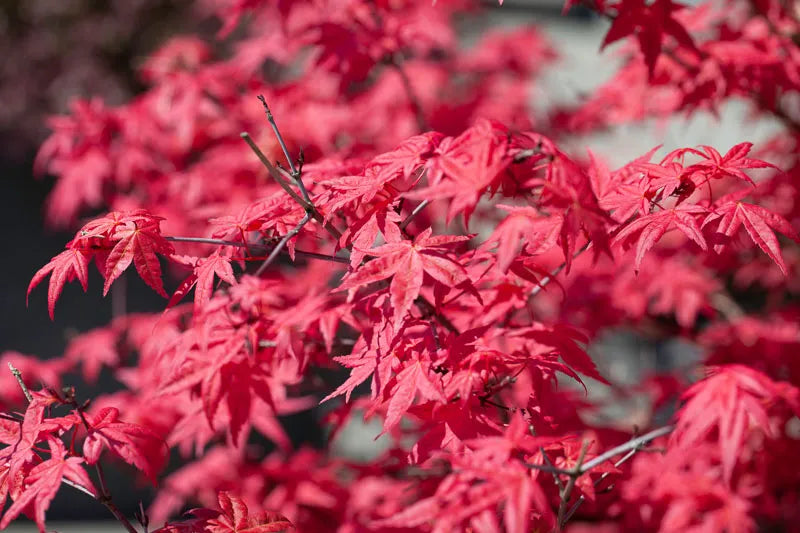 Acer Palmatum Fireglow - View 15 from www redcrocus com