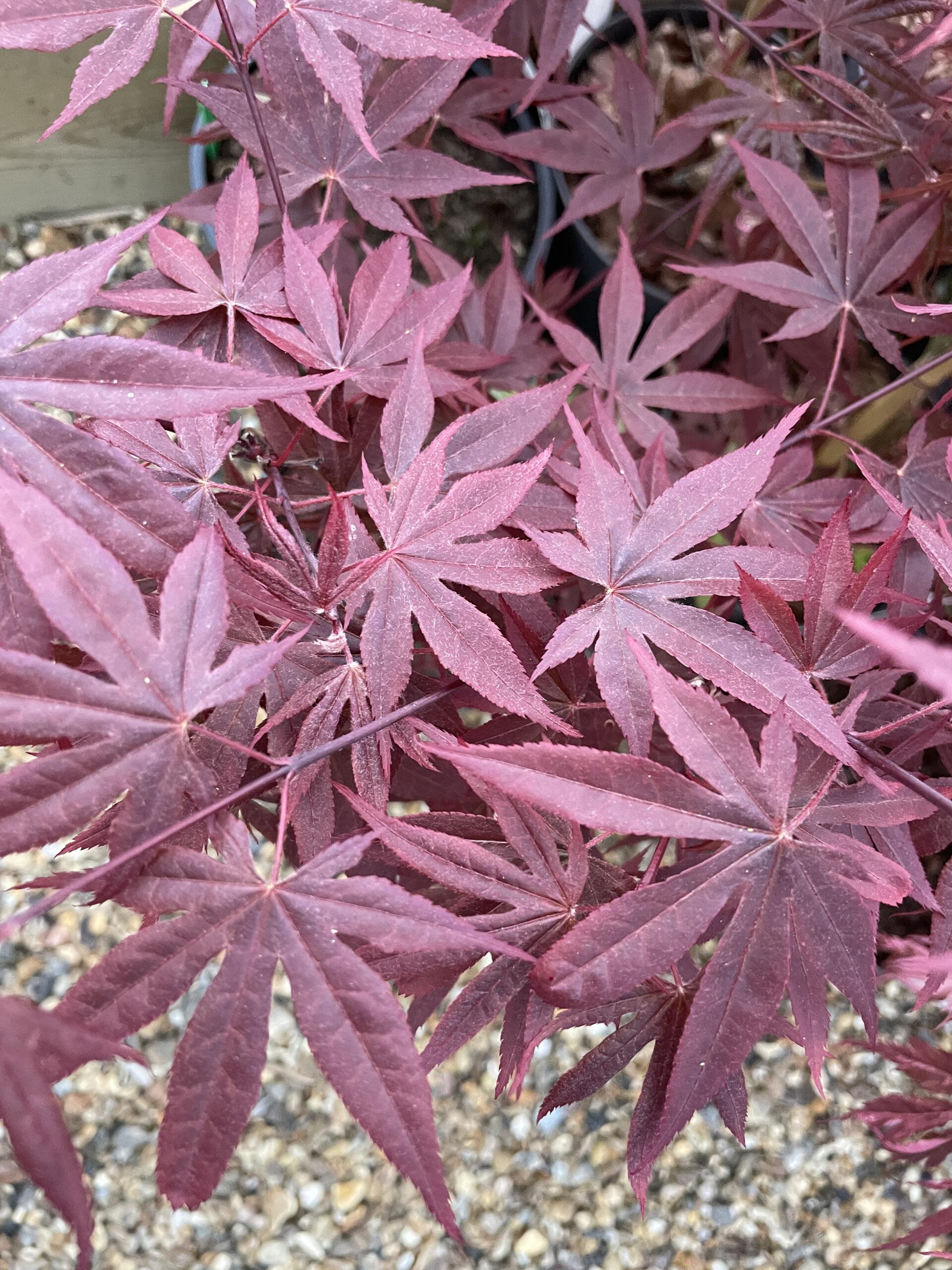 Acer Palmatum Fireglow - View 15 from www redcrocus com