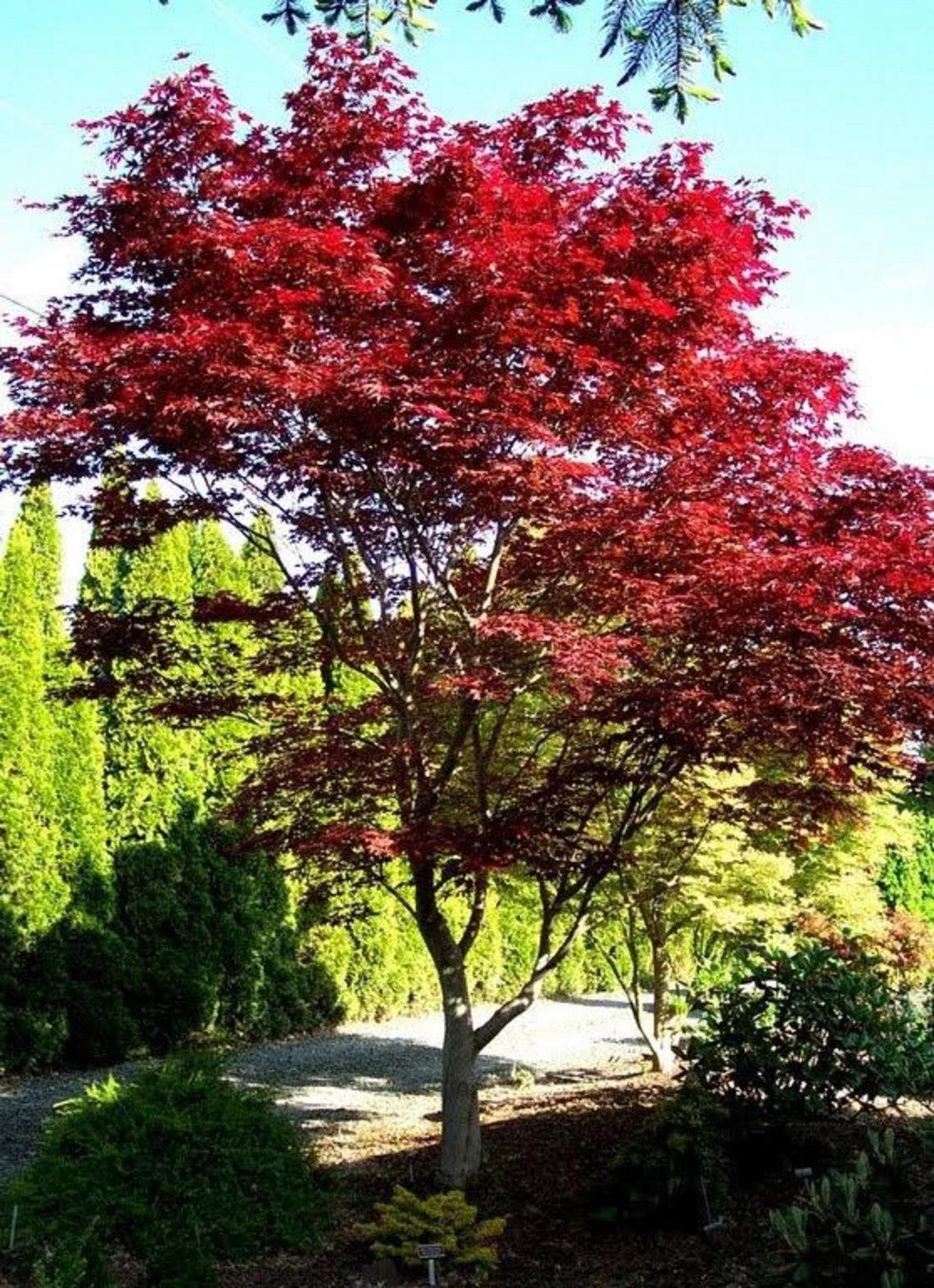 Acer Palmatum Fireglow - View 16 from www redcrocus com