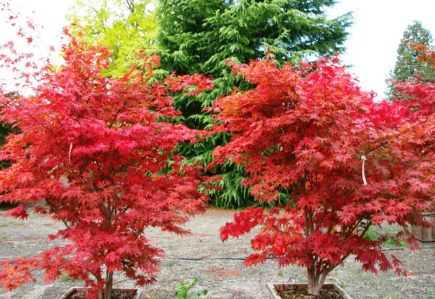 Acer Palmatum Fireglow - View 16 from www redcrocus com