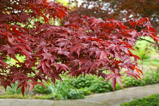 Acer Palmatum Fireglow - View 1 from www redcrocus com