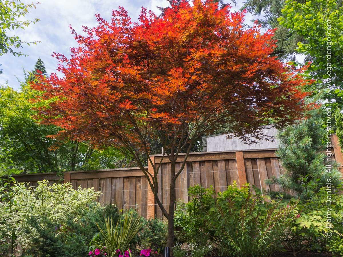 Acer Palmatum Fireglow - View 2 from www redcrocus com