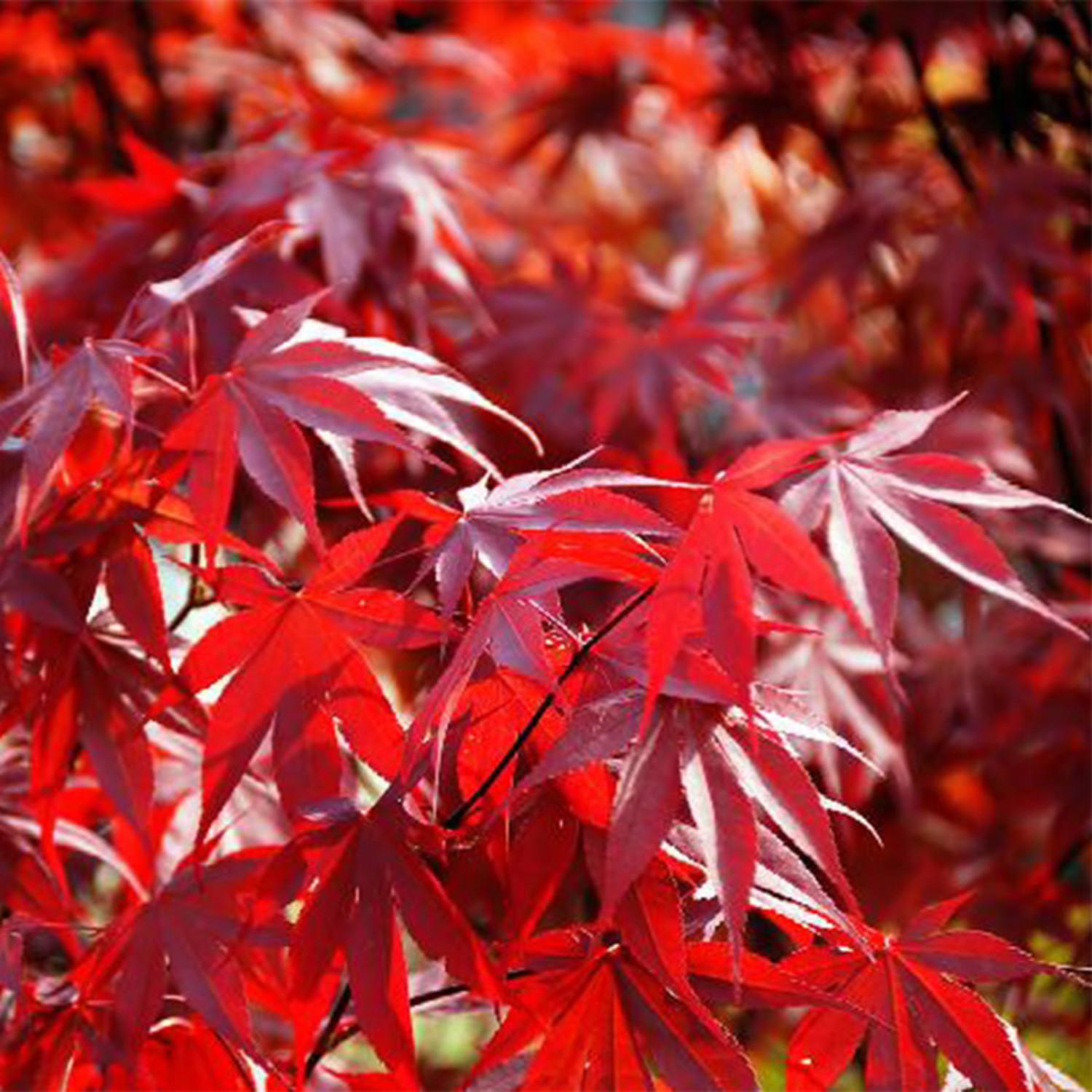 Acer Palmatum Fireglow - View 3 from www redcrocus com