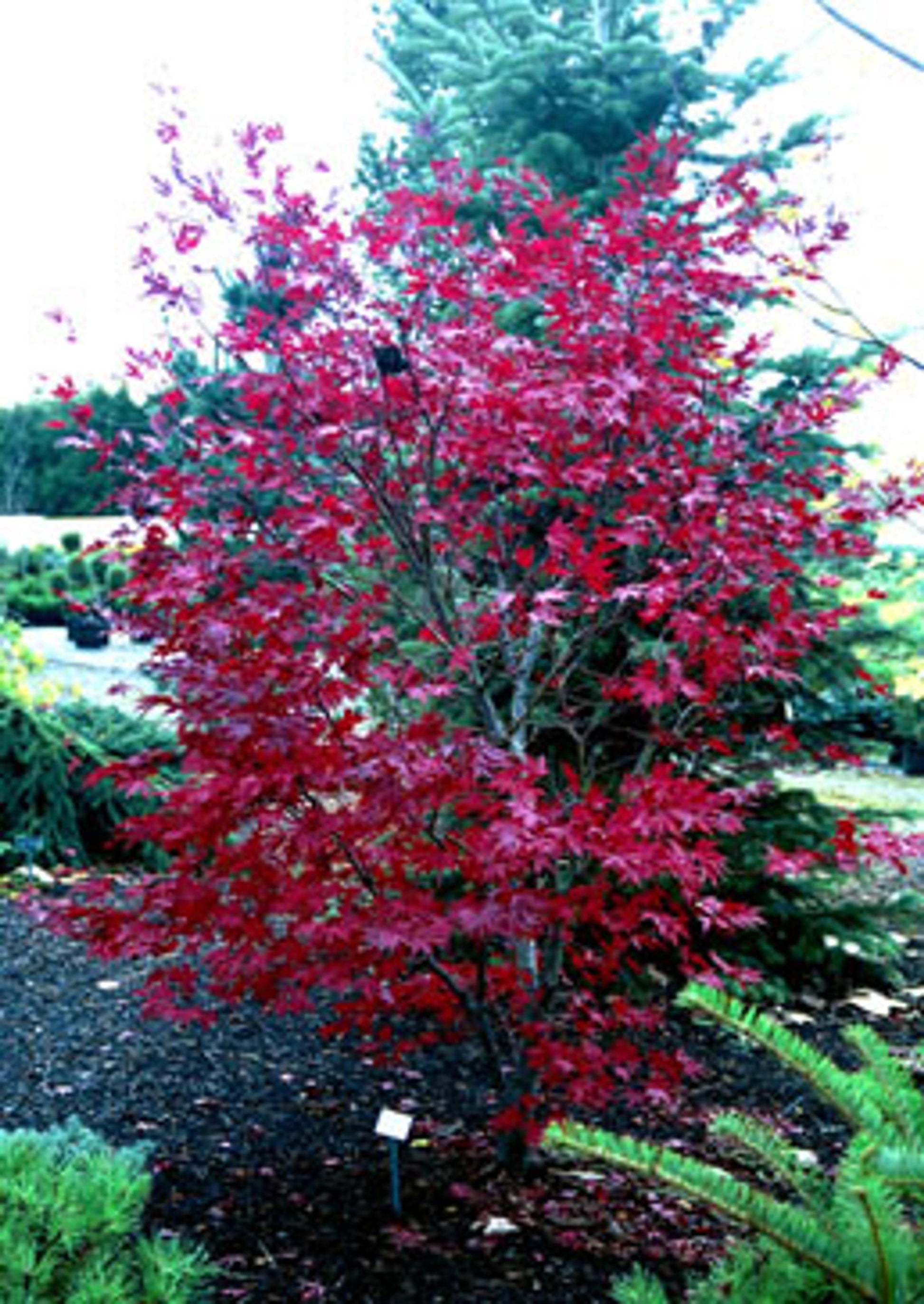 Acer Palmatum Fireglow - View 4 from www redcrocus com