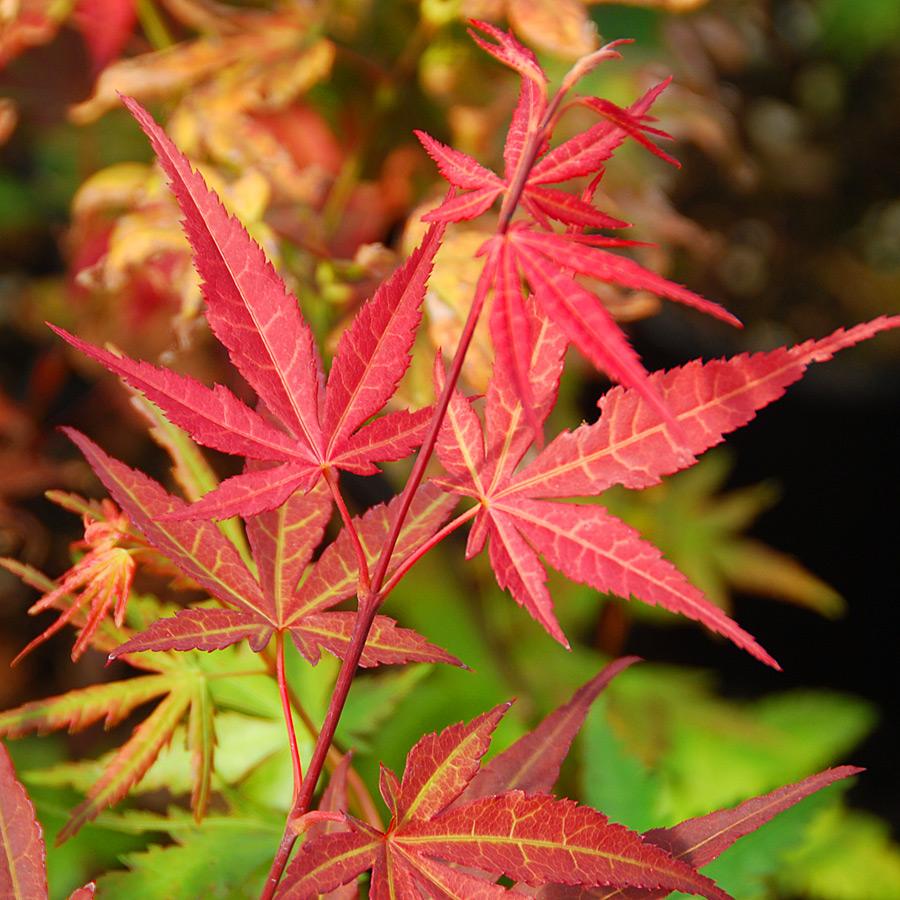 Acer Palmatum Fireglow - View 5 from www redcrocus com