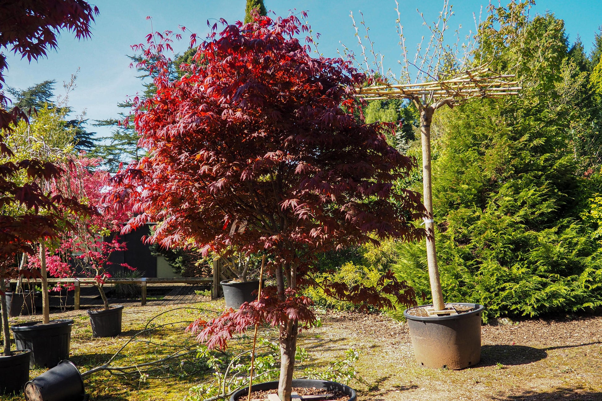 Acer Palmatum Fireglow - View 7 from www redcrocus com