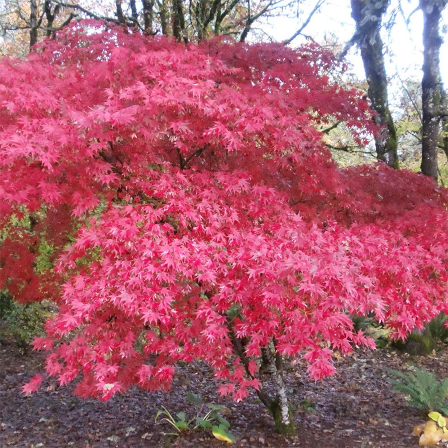 Acer Palmatum Fireglow - View 8 from www redcrocus com