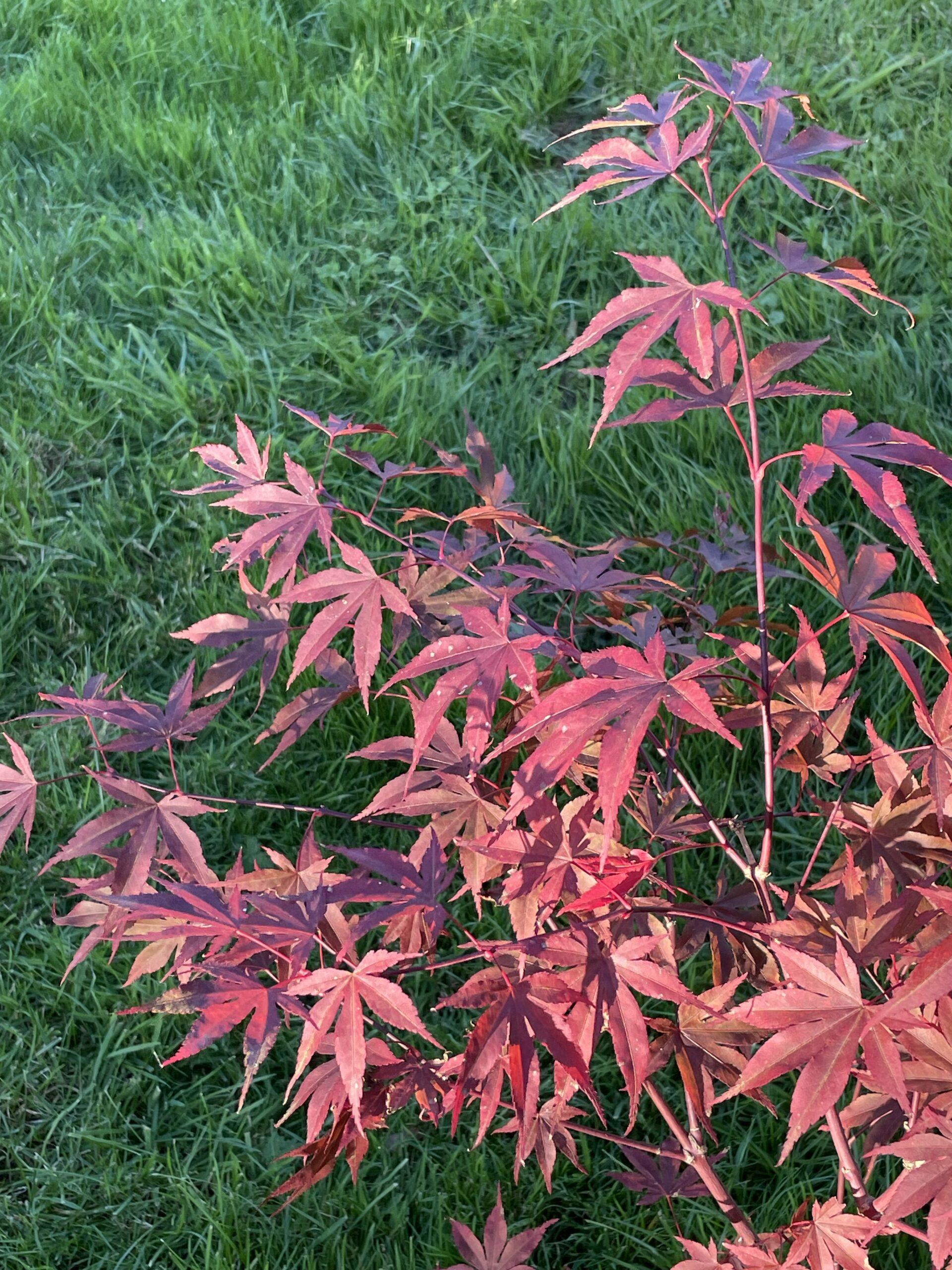 Acer Palmatum Fireglow - View 9 from www redcrocus com