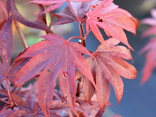 Acer Palmatum Moonfire - View 1 from www redcrocus com