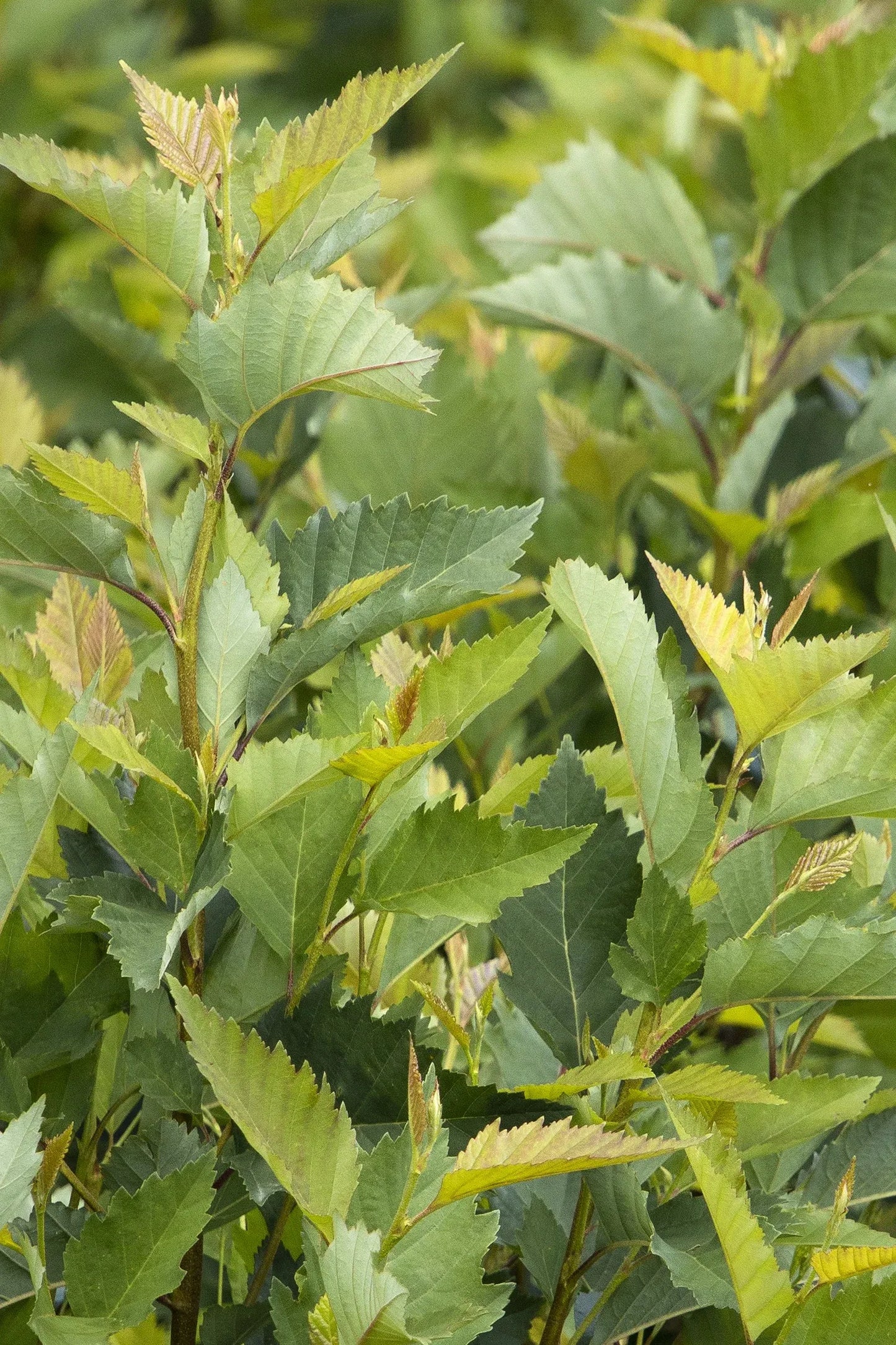Betula Nigra Fox Valley Multi Stem - View 16 from www redcrocus com