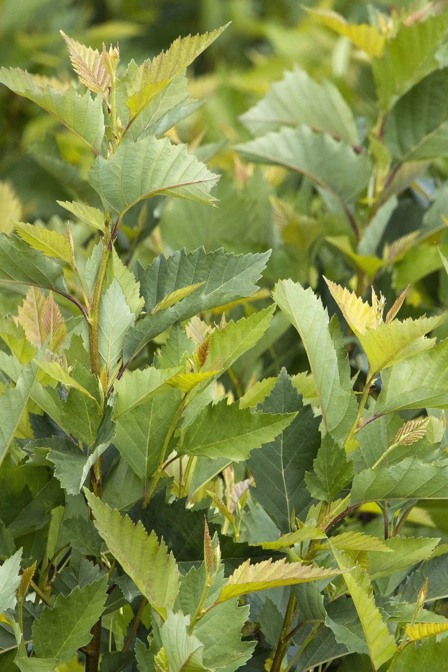 Betula Nigra Fox Valley Multi Stem - View 16 from www redcrocus com