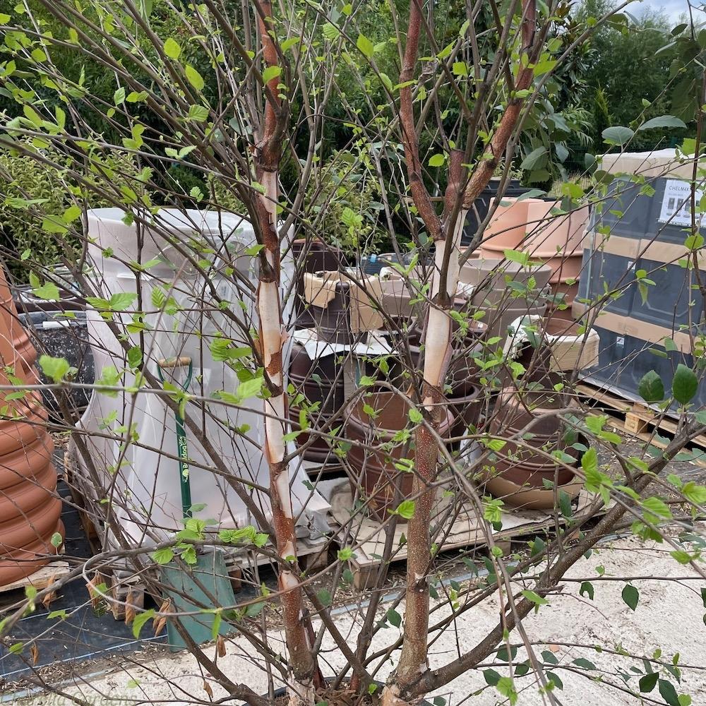 Betula Nigra Fox Valley Multi Stem - View 18 from www redcrocus com