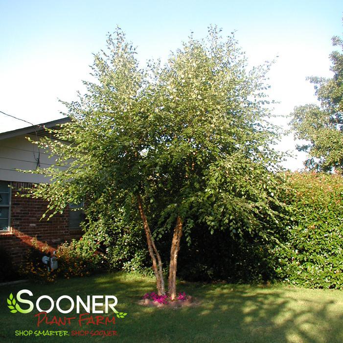 Betula Nigra Fox Valley Multi Stem - View 4 from www redcrocus com