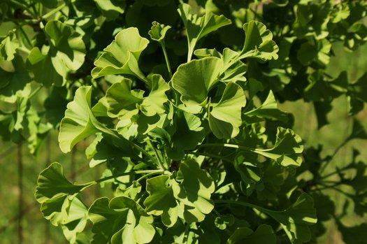 Ginkgo Biloba Spring Grove Single Stem - View 16 from www redcrocus com