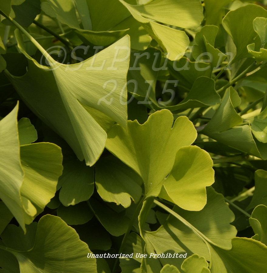 Ginkgo Biloba Spring Grove Single Stem - View 17 from www redcrocus com