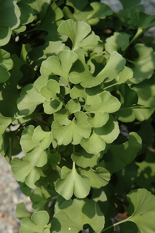 Ginkgo Biloba Spring Grove Single Stem - View 18 from www redcrocus com