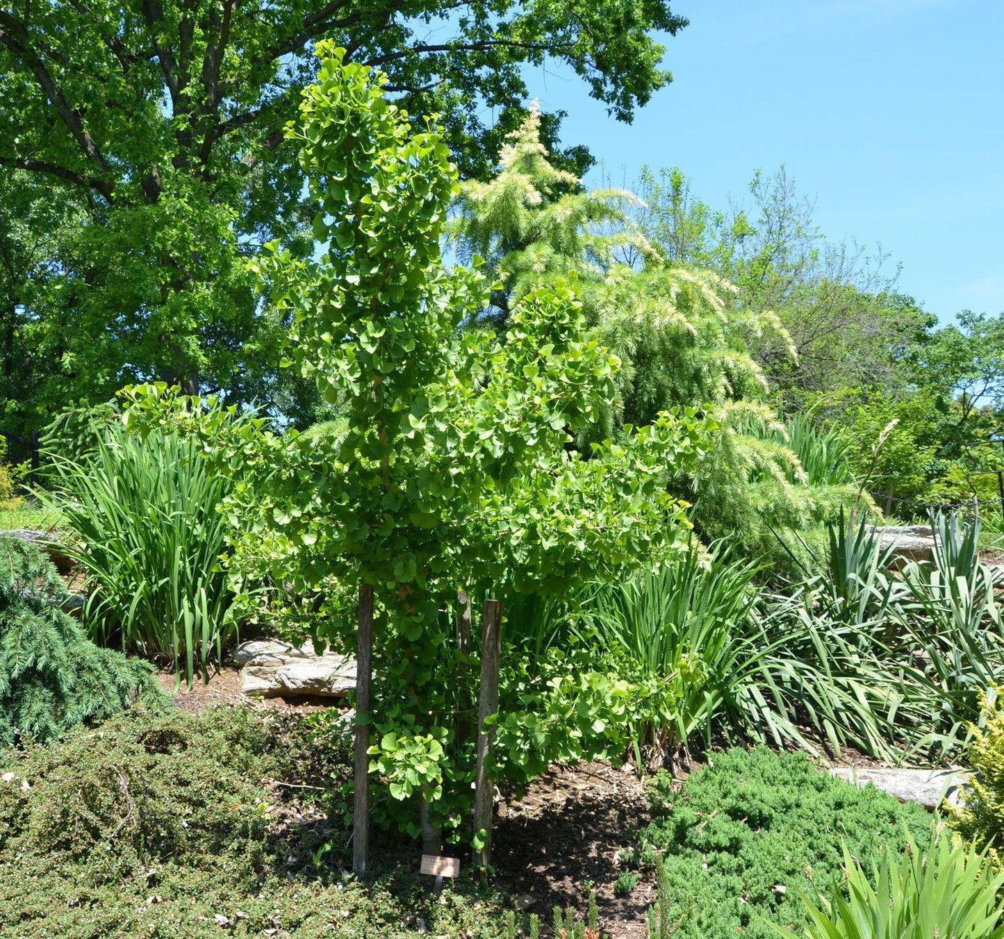 Ginkgo Biloba Spring Grove Single Stem - View 9 from www redcrocus com