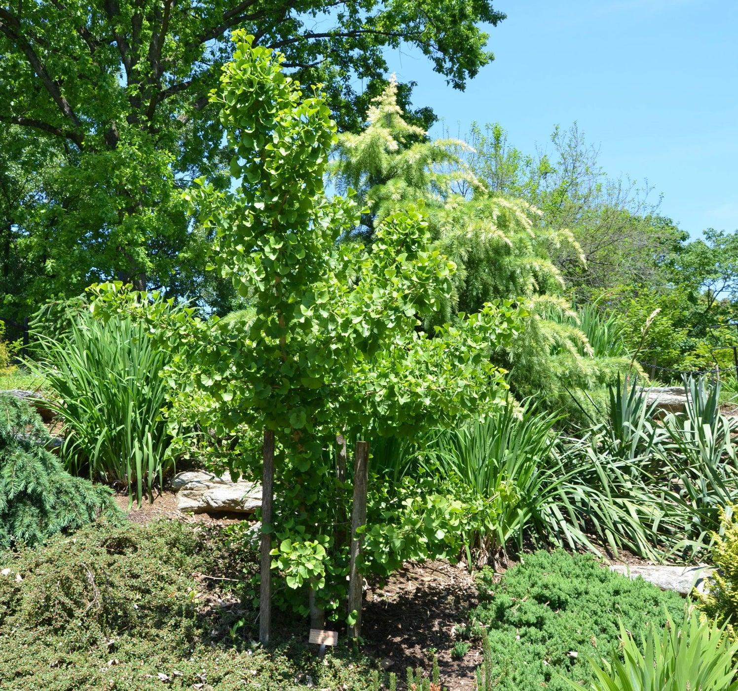 Ginkgo Biloba Spring Grove Single Stem - View 9 from www redcrocus com