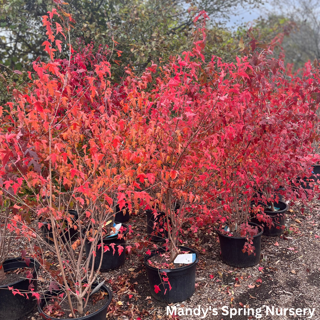 Acer Ginnala 'flame' - View 11 from www redcrocus com