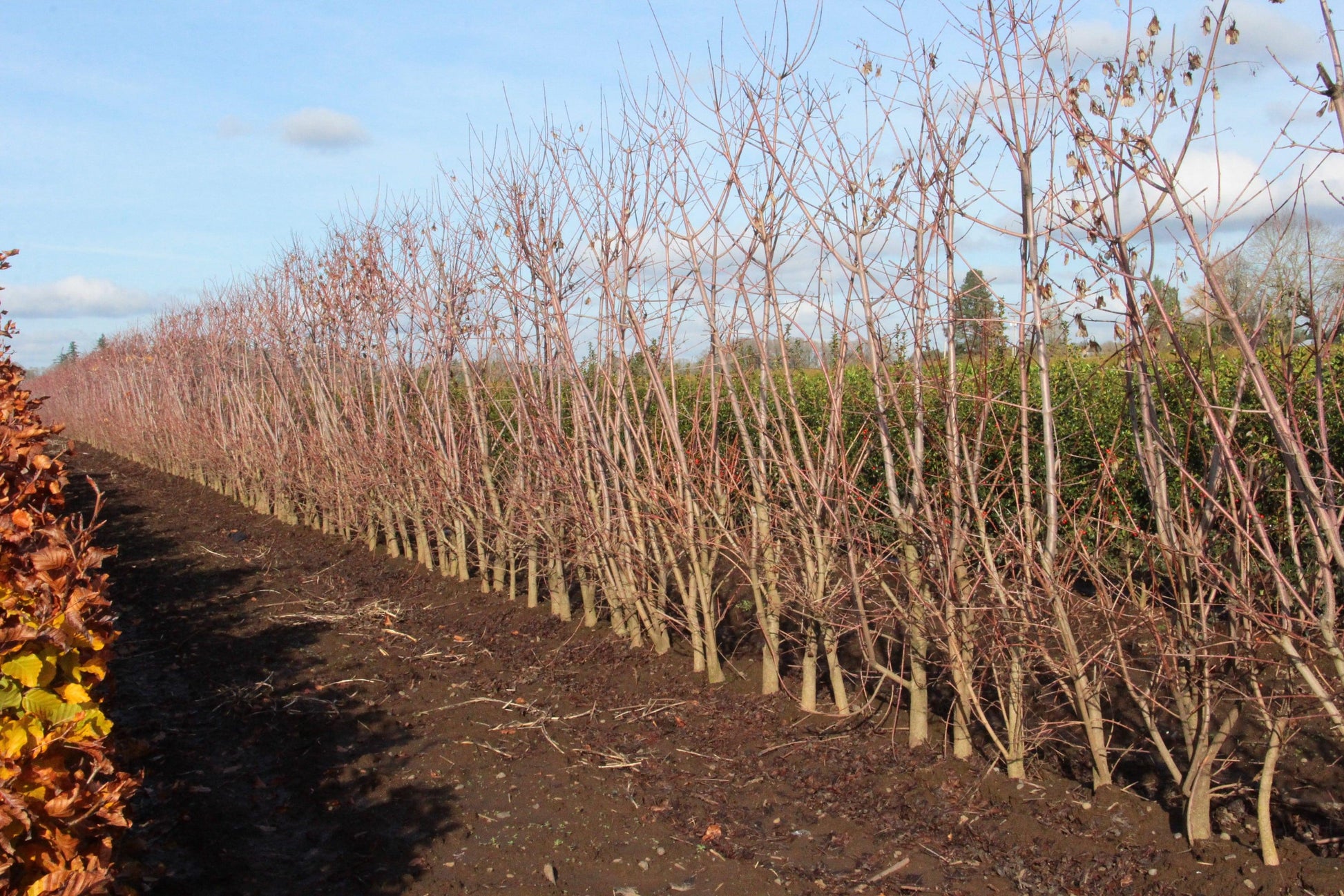 Acer Ginnala 'flame' - View 14 from www redcrocus com