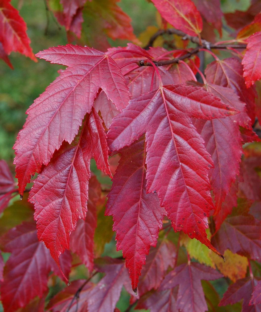 Acer Ginnala 'flame' - View 17 from www redcrocus com