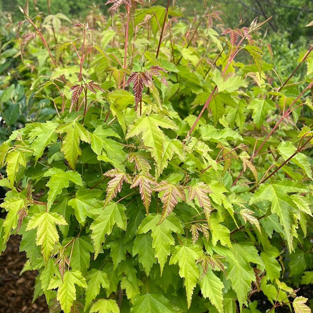 Acer Ginnala 'flame' - View 18 from www redcrocus com