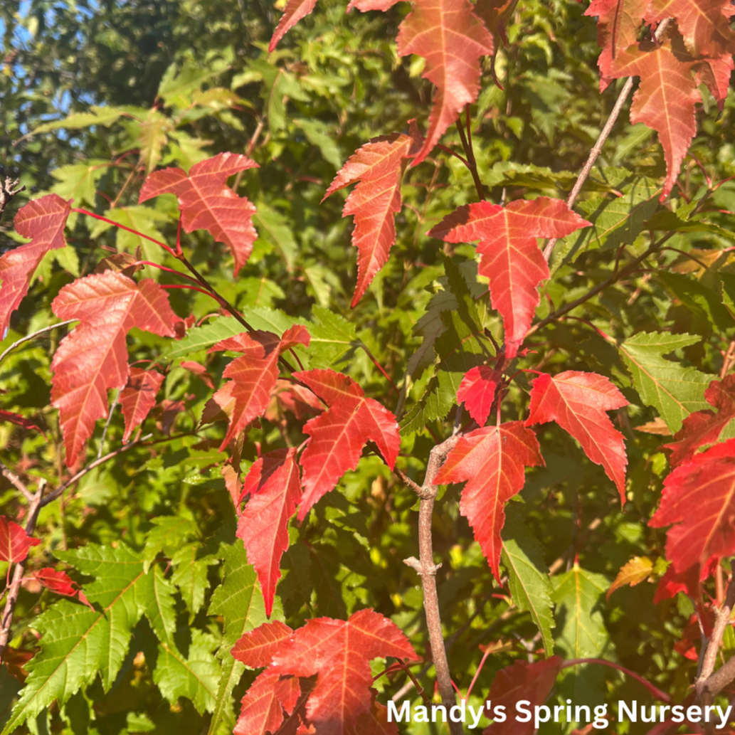 Acer Ginnala 'flame' - View 22 from www redcrocus com
