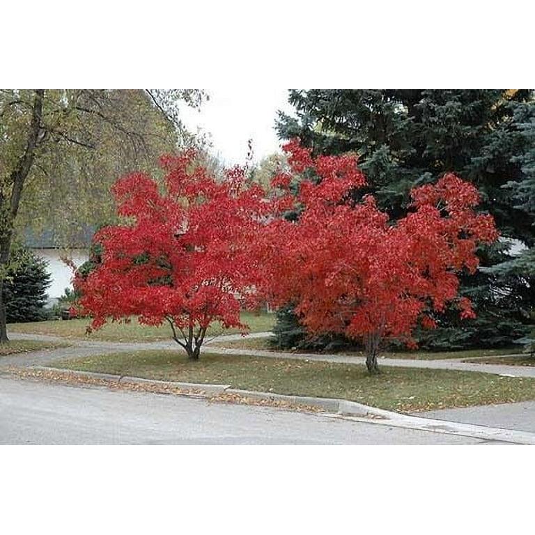 Acer Ginnala 'flame' - View 24 from www redcrocus com